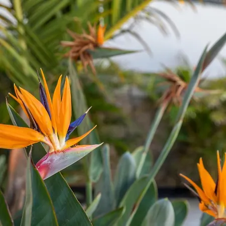 Apartman Medano4you The Strelitzia Terrace