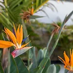 アパート Medano4you The Strelitzia Terrace