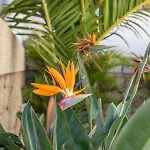 Medano4you The Strelitzia Terrace アパート エル・メダノ