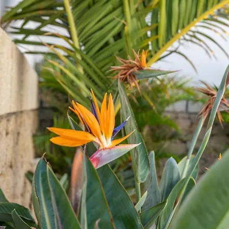 Medano4you The Strelitzia Terrace Apartment El Medano (Tenerife)