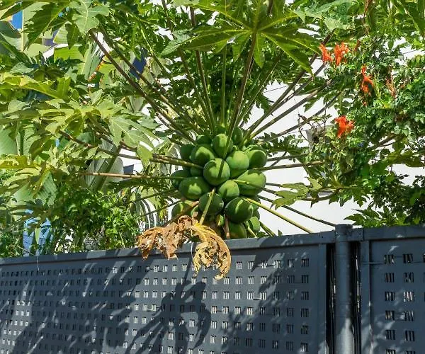 Apartament Medano4you The Strelitzia Terrace El Médano