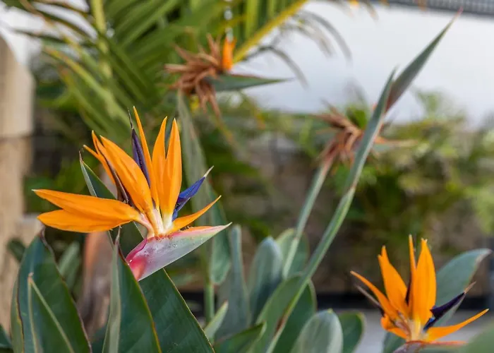 דירה Medano4you The Strelitzia Terrace