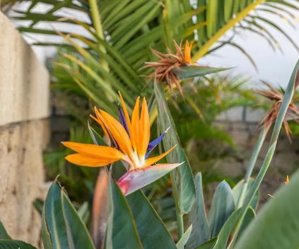 Medano4you The Strelitzia Terrace דירה אל מדאנו